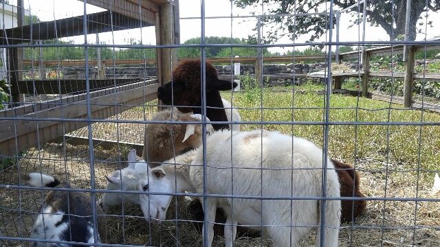 real goats