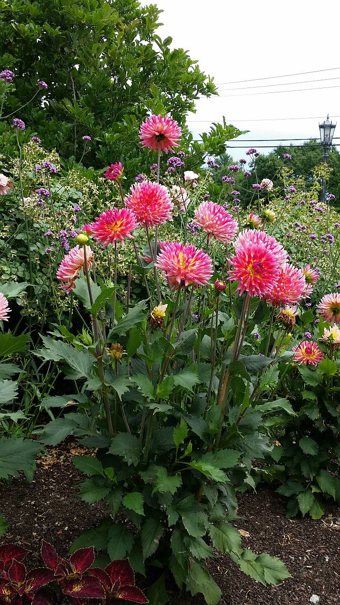 latitude flowers
