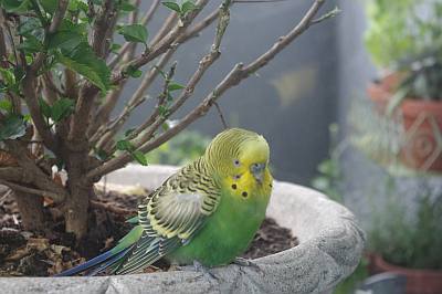 Unk's visitor